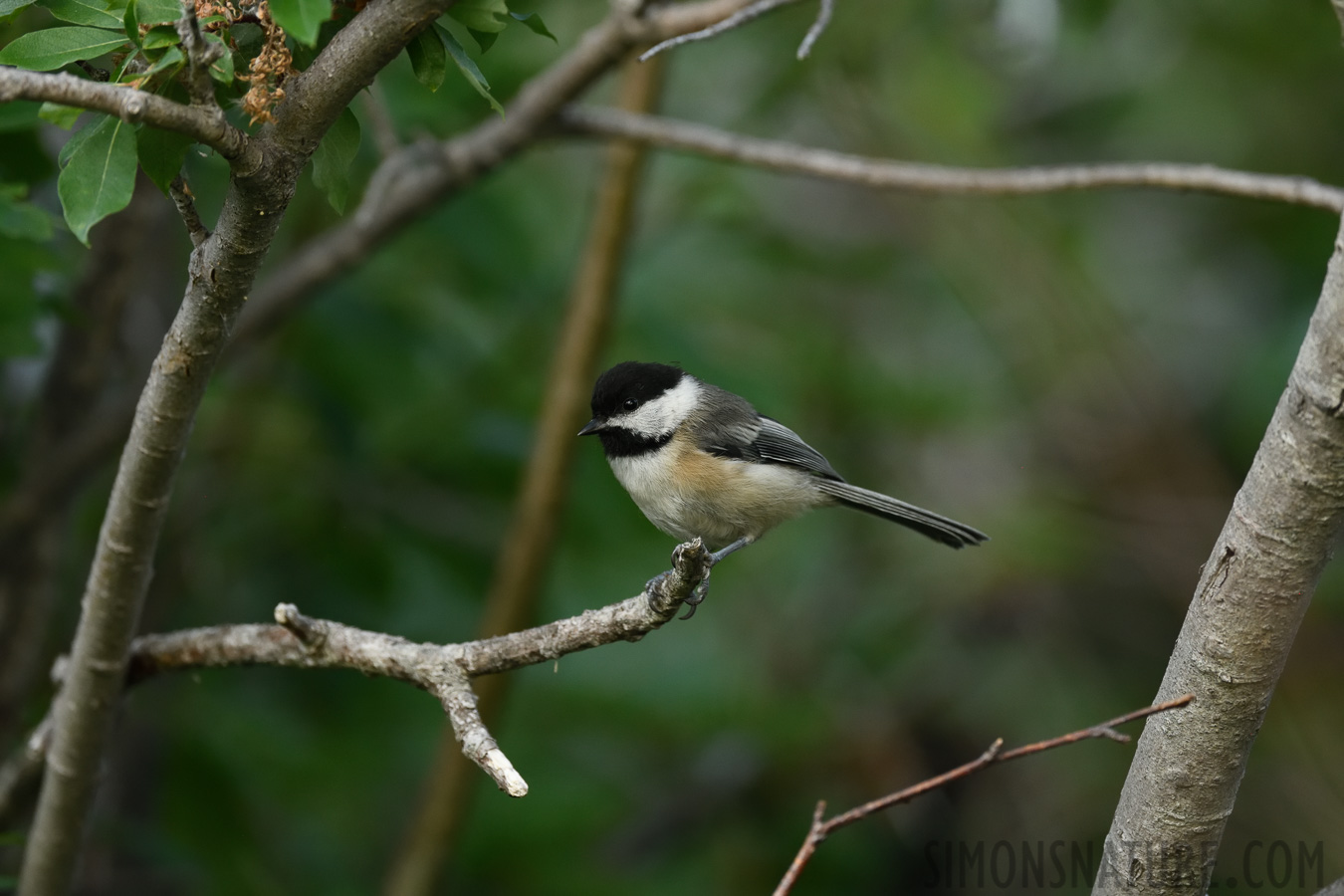 Poecile atricapillus bartletti [400 mm, 1/400 Sek. bei f / 7.1, ISO 2000]